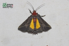 Toccolosida rubriceps