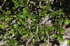 Quercus pacifica