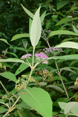 Callicarpa macrophylla