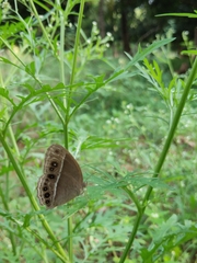 Lepidoptera