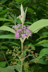 Callicarpa macrophylla