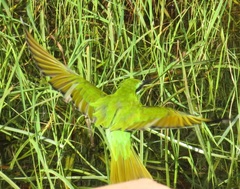 Merops persicus persicus