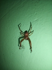 Araneus diadematus