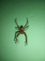 Araneus diadematus