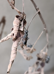 Chalybion bengalense