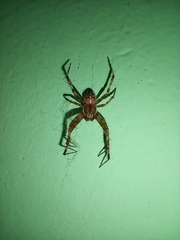 Araneus diadematus