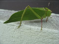 Stilpnochlora couloniana