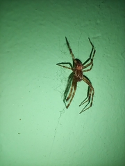Araneus diadematus