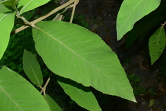 Callicarpa macrophylla