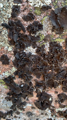 Umbilicaria muhlenbergii