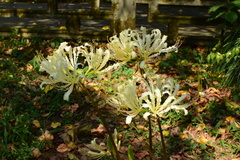 Lycoris straminea
