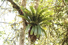 Vriesea hieroglyphica