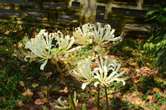 Lycoris straminea