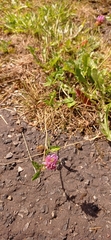 Trifolium pratense