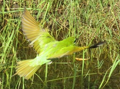 Merops persicus persicus