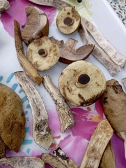 Leccinellum pseudoscabrum