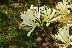 Lycoris straminea