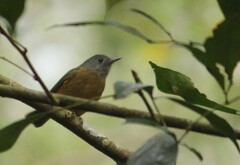 Mionectes rufiventris