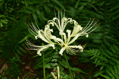 Lycoris straminea