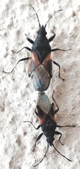 Oxycarenus lavaterae