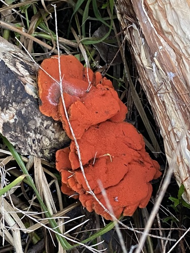 Southern Cinnabar Polypore