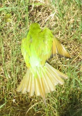 Merops persicus persicus