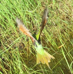 Merops persicus persicus