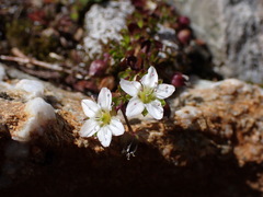 Arenaria biflora