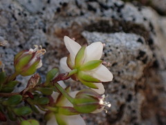 Arenaria biflora