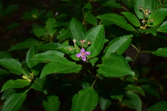 Bredia quadrangularis