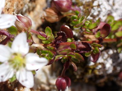 Arenaria biflora
