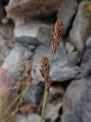 Carex curvula