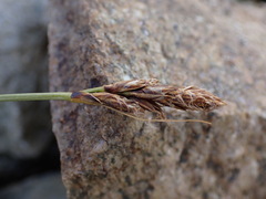 Carex curvula
