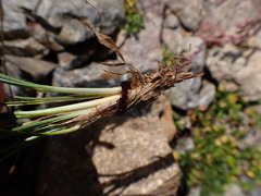 Carex curvula