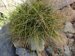 Carex curvula