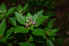 Bredia quadrangularis