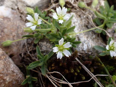 Cerastium pedunculatum