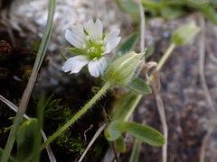 Cerastium pedunculatum