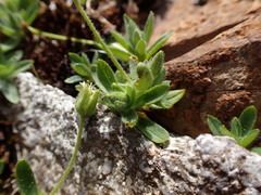 Cerastium pedunculatum