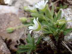 Cerastium pedunculatum