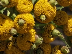 Rhopalomyia tanaceticola