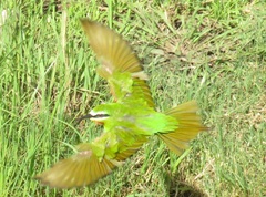 Merops persicus persicus