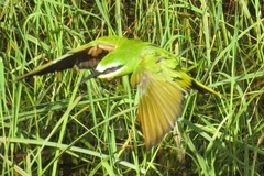 Merops persicus persicus