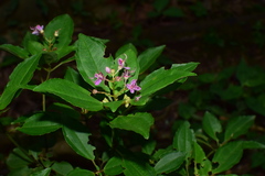 Bredia quadrangularis