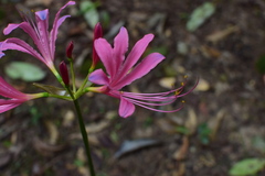 Lycoris haywardii