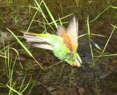 Merops persicus persicus