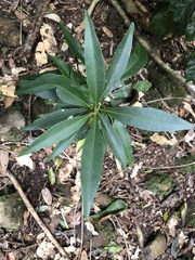 Samadera