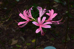 Lycoris haywardii