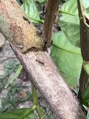 Tetraponera rufonigra