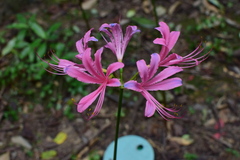 Lycoris haywardii
